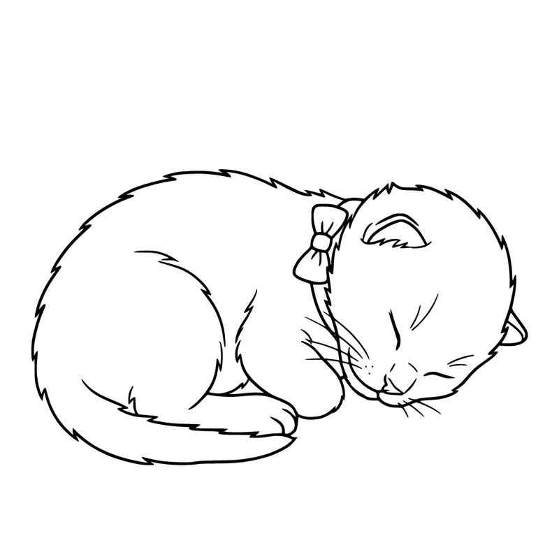 a new born kitten boy