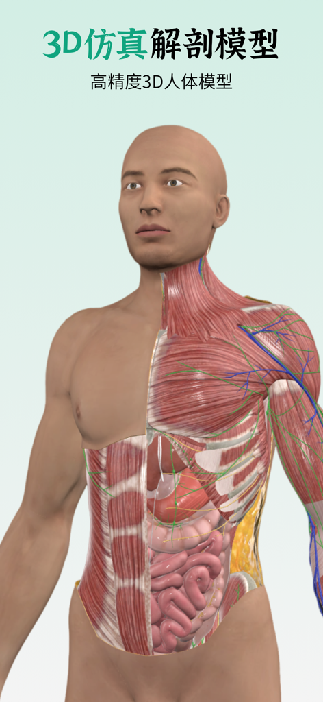 万康人体解剖-3dbody解剖 - A high-precision 3D human anatomy model displaying a cross-section of muscles, nerves, and internal organs.