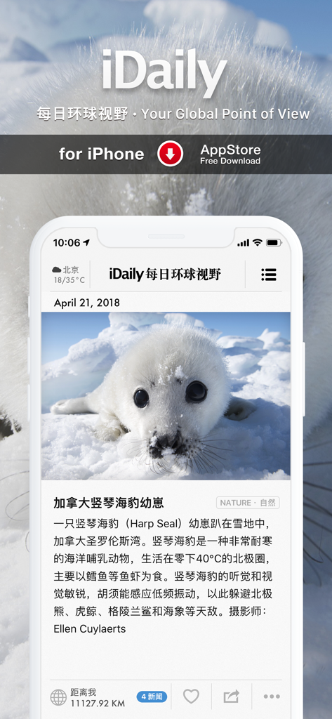 iDaily app interface on iPhone showing a high-definition nature article about a harp seal pup