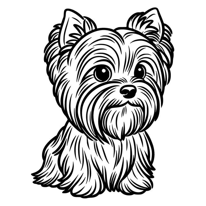 yorkshaire terrier chien