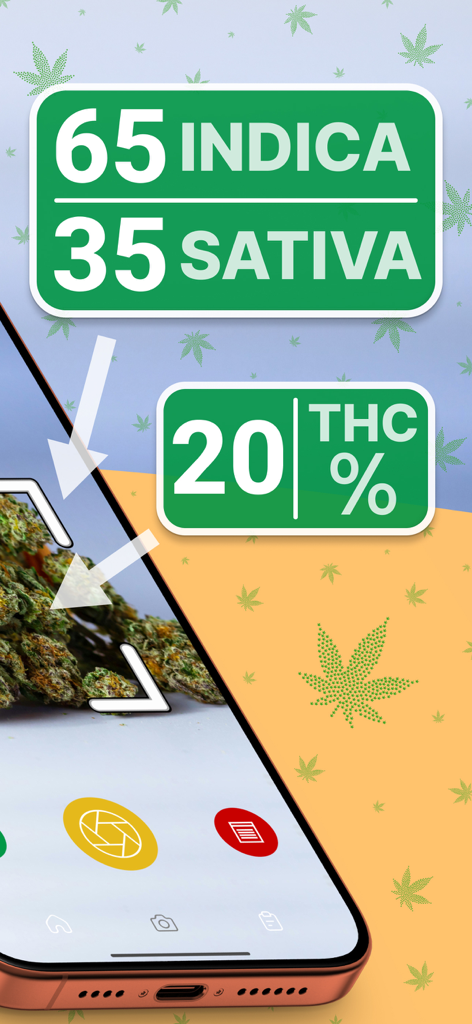 Smartphone app scanning a cannabis bud showing 20 percent THC and Indica Sativa ratio