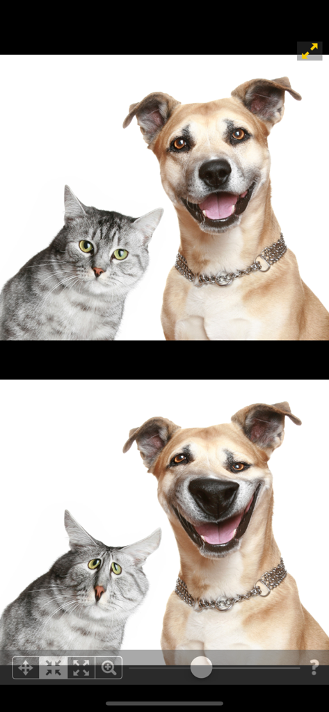 Schermo diviso che mostra un confronto prima e dopo di un gatto e un cane con caratteristiche facciali distorte in modo divertente