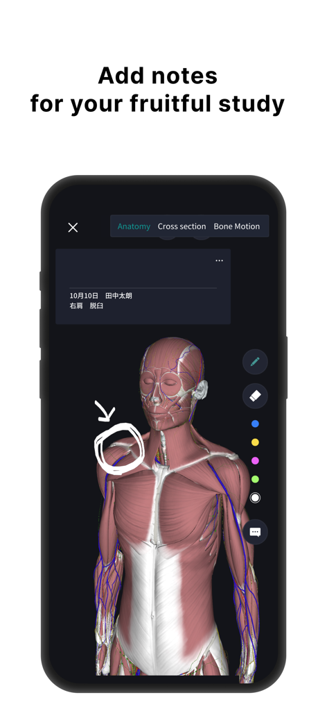 3D human anatomy model with muscle layers and hand-drawn annotations for medical study.