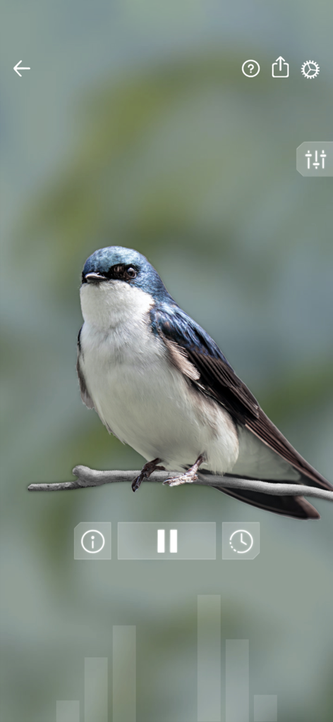 Bird Sounds Relax - Un uccello blu e bianco appollaiato su un ramo all'interno del lettore dell'app bird sounds relax