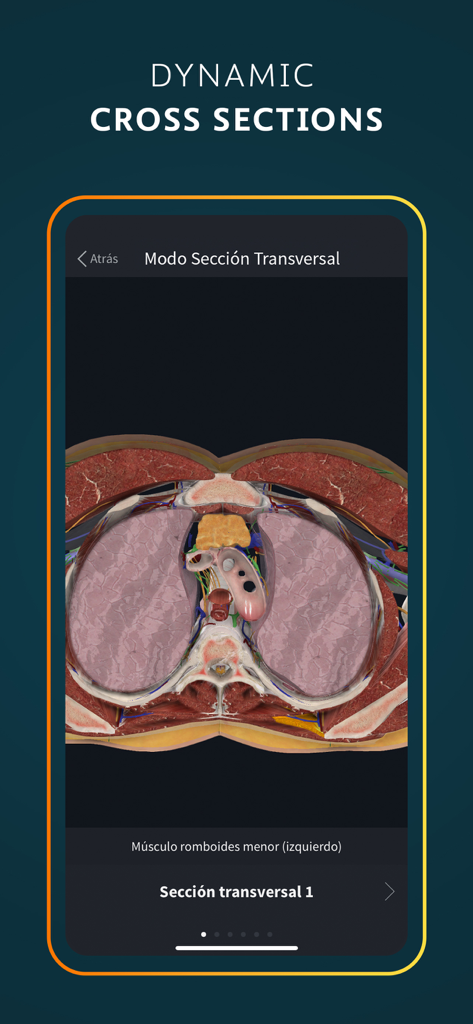 Complete Anatomy for iPhone - Une coupe transversale anatomique 3D détaillée du torse humain montrée sur un appareil mobile.