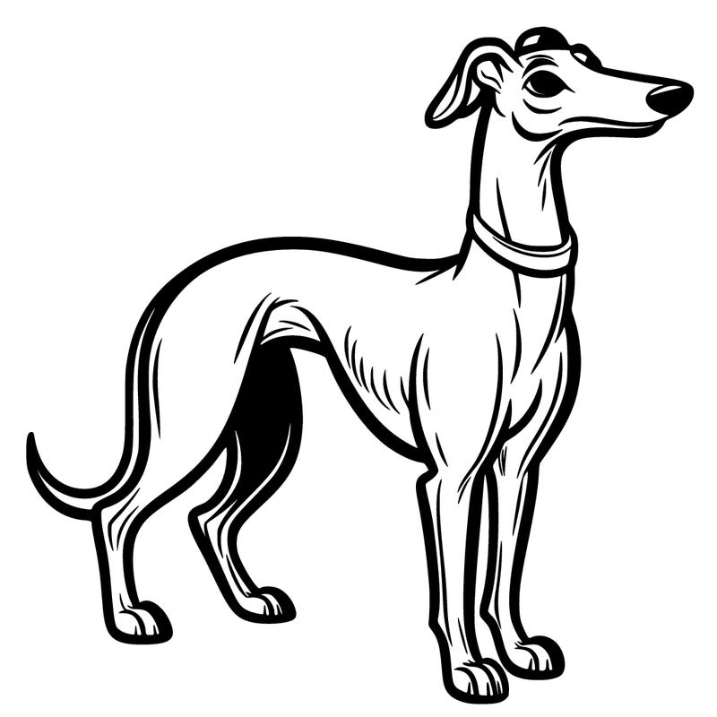 greyhound