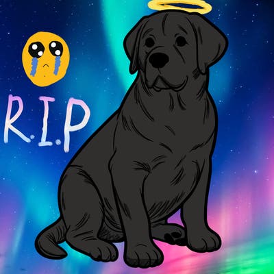 labrador