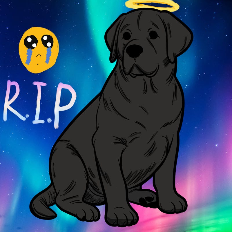 labrador