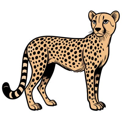 cheetah