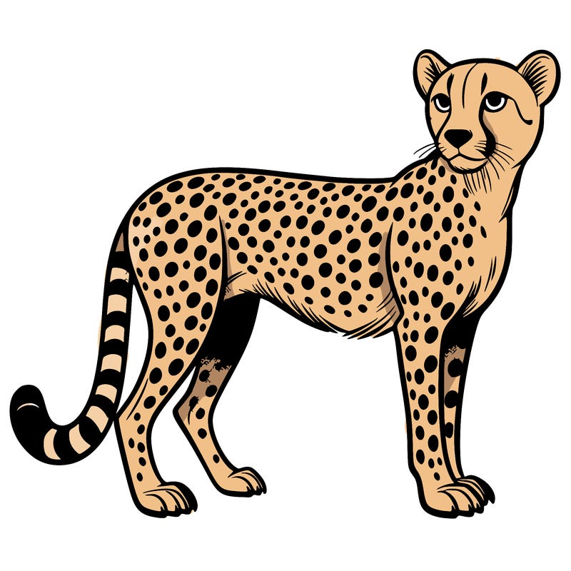 cheetah