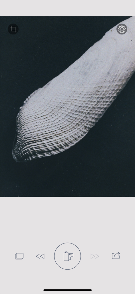 A textured close up photo in the RNI Flashback app with film simulation controls.