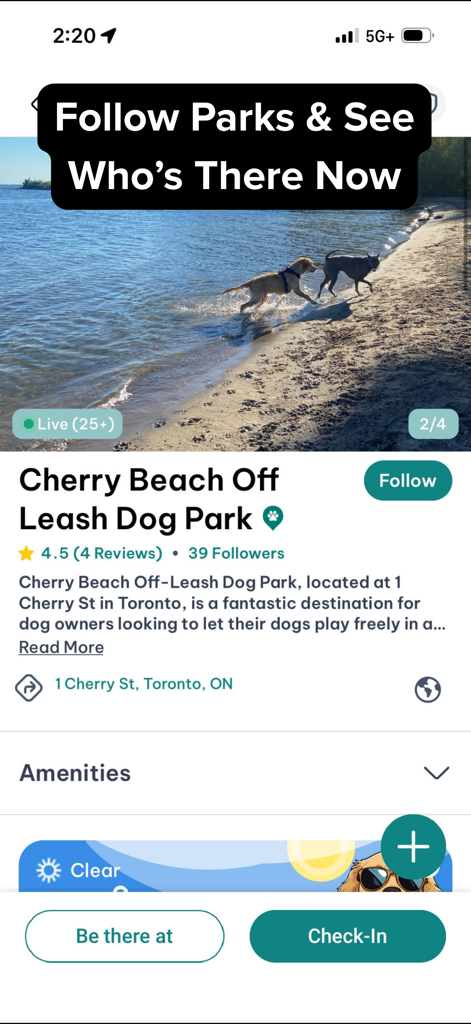DogPack App Benutzeroberfläche mit Informationen zum Cherry Beach Off Leash Dog Park, wo Hunde am Wasser spielen.