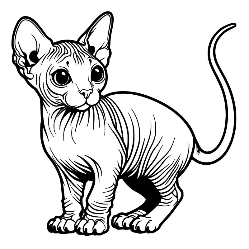 hairless cat