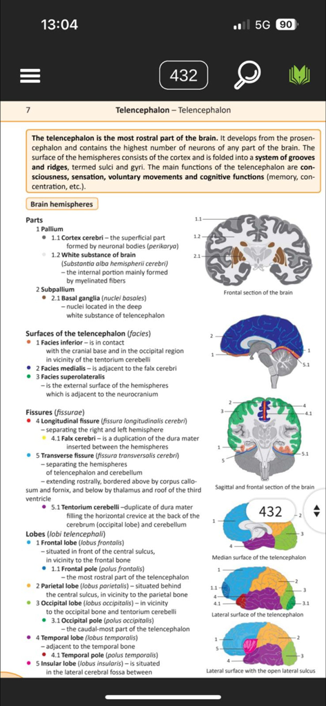 Memorix Anatomy and Histology - Pagina di studio di anatomia nell'app Memorix che mostra diagrammi dettagliati del cervello e strutture del telencefalo