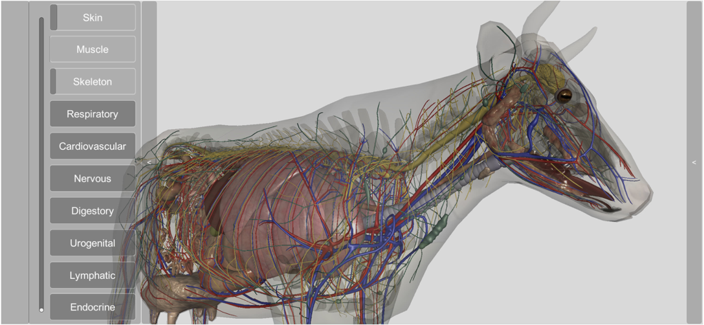 A 3D transparent model of a cow showing internal anatomical systems like cardiovascular and nervous structures.