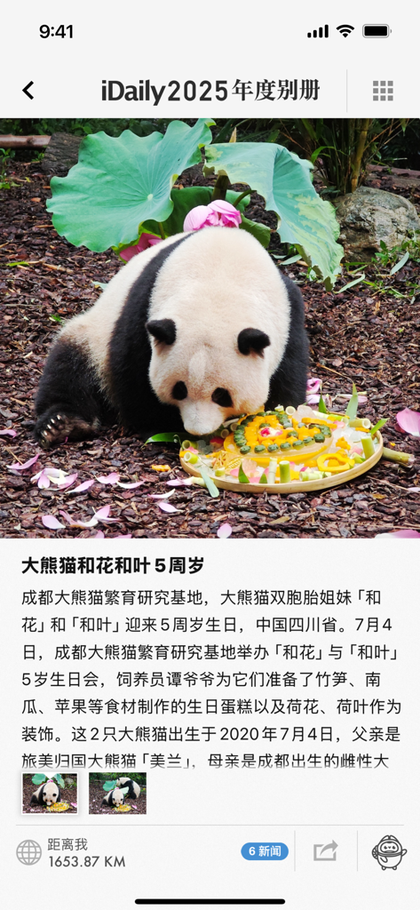 A high resolution photograph of a giant panda eating a birthday cake in the iDaily 2025 Yearbook app