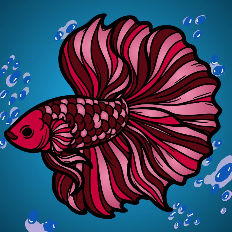 betta fish