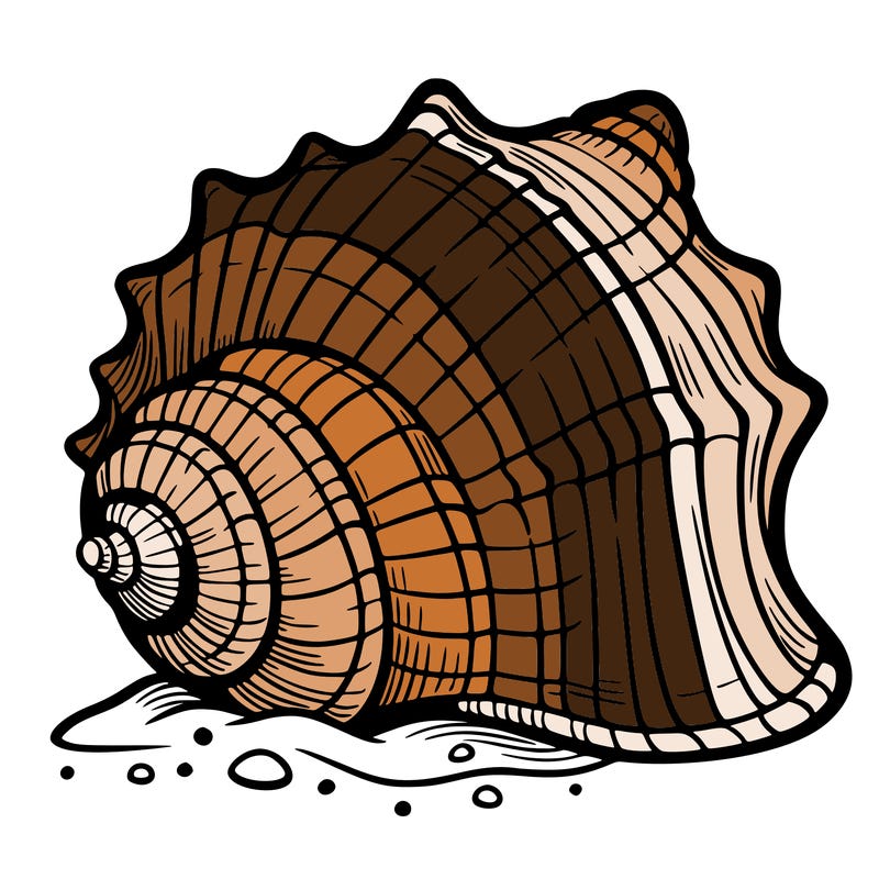 sea shell
