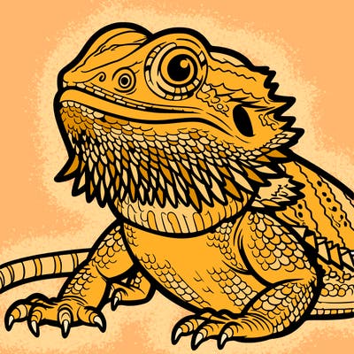bearded dragon