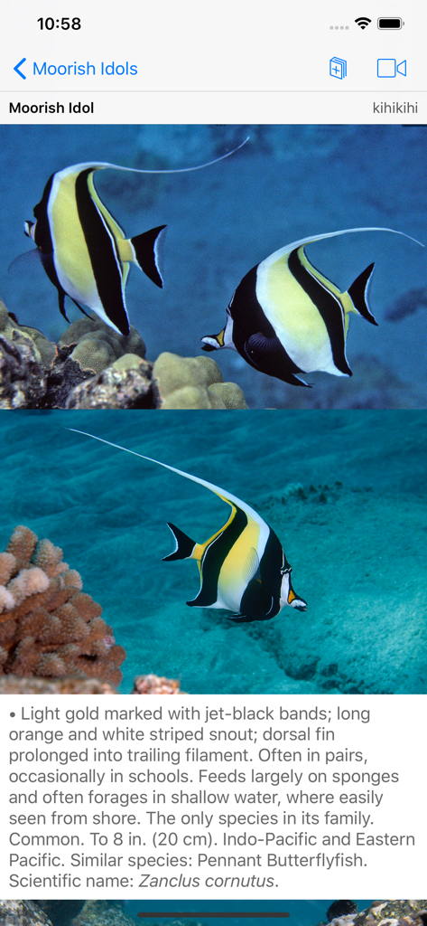 Dettagli di identificazione e foto del Pesce idolo moresco nell'app Snorkel Fish Hawaii