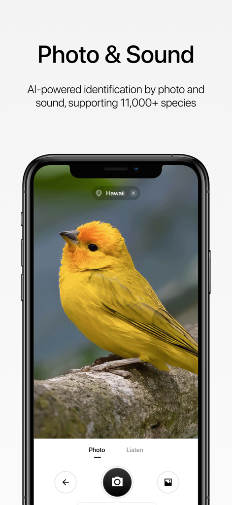 Aboutbirds - 黄色い鳥を特徴とする、写真と音声によるAI搭載の鳥識別を示すAboutbirdsアプリのインターフェイス