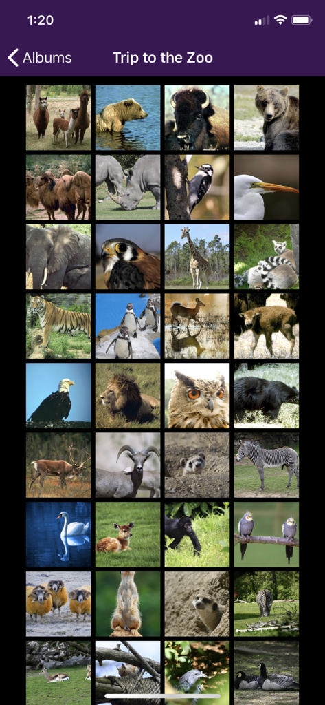 Air Projector - A grid display of various zoo animal photos within the Air Projector app gallery