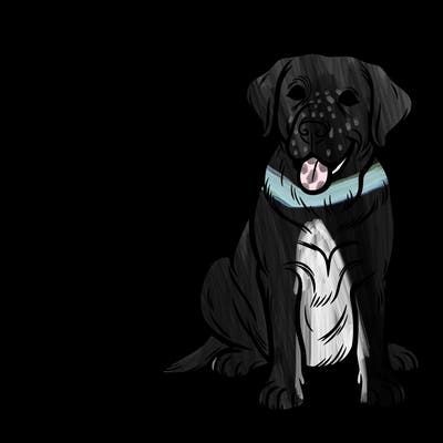 black lab dog