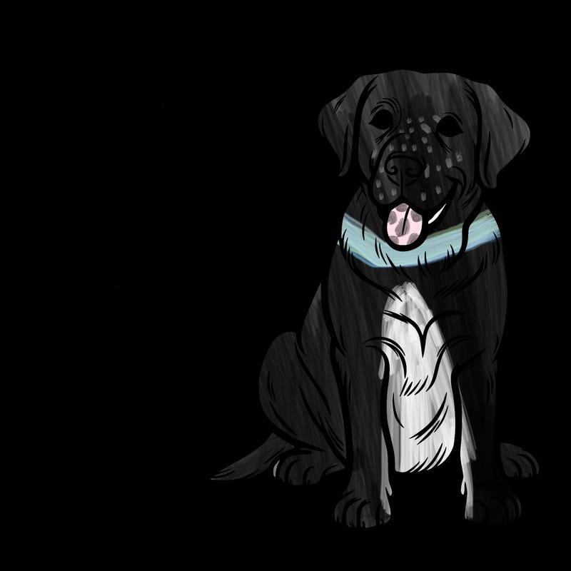 black lab dog