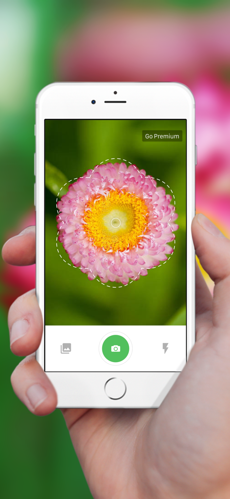 iPhoneでPlant Identification plus plusアプリを使用して、カメラインターフェースでピンクと黄色の花を識別している人を持ち上げている様子。