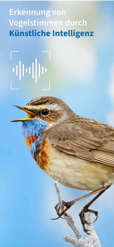 Riconoscimento AI del canto degli uccelli nell'app NABU Vogelwelt