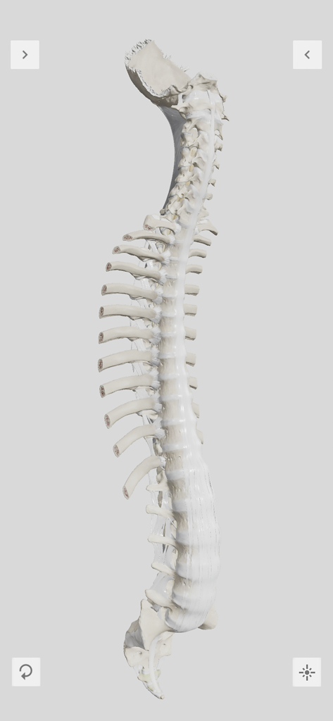 Biomechanics of the Spine Lite - Vue latérale 3D d'un modèle de colonne vertébrale humaine dans une application d'anatomie