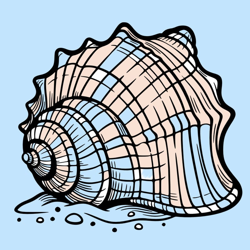 sea shell