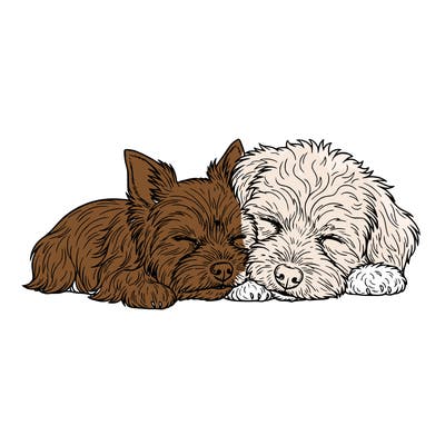 two dogs snuggling together one of them is a yorkie the other one is a multi-pooh ￼￼