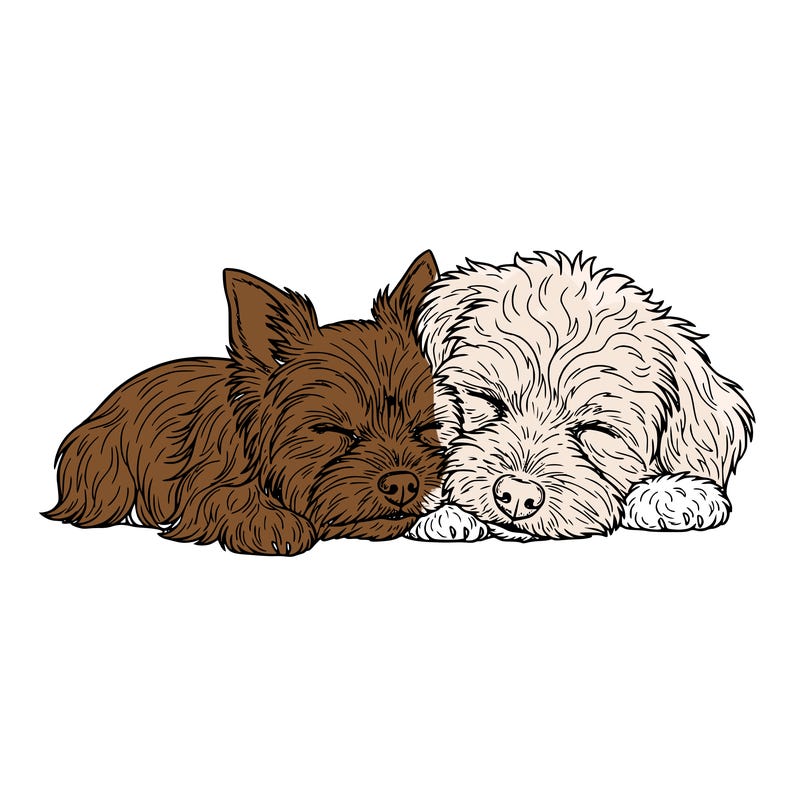 two dogs snuggling together one of them is a yorkie the other one is a multi-pooh ￼￼