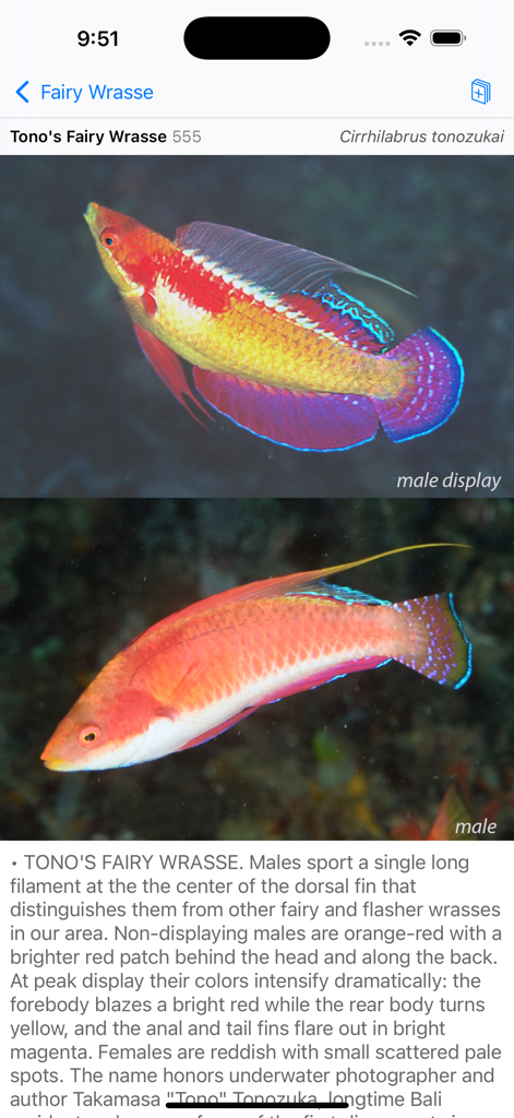 Pagina di identificazione della specie di labride fatato di Tono con foto delle variazioni di colore maschile e testo descrittivo.