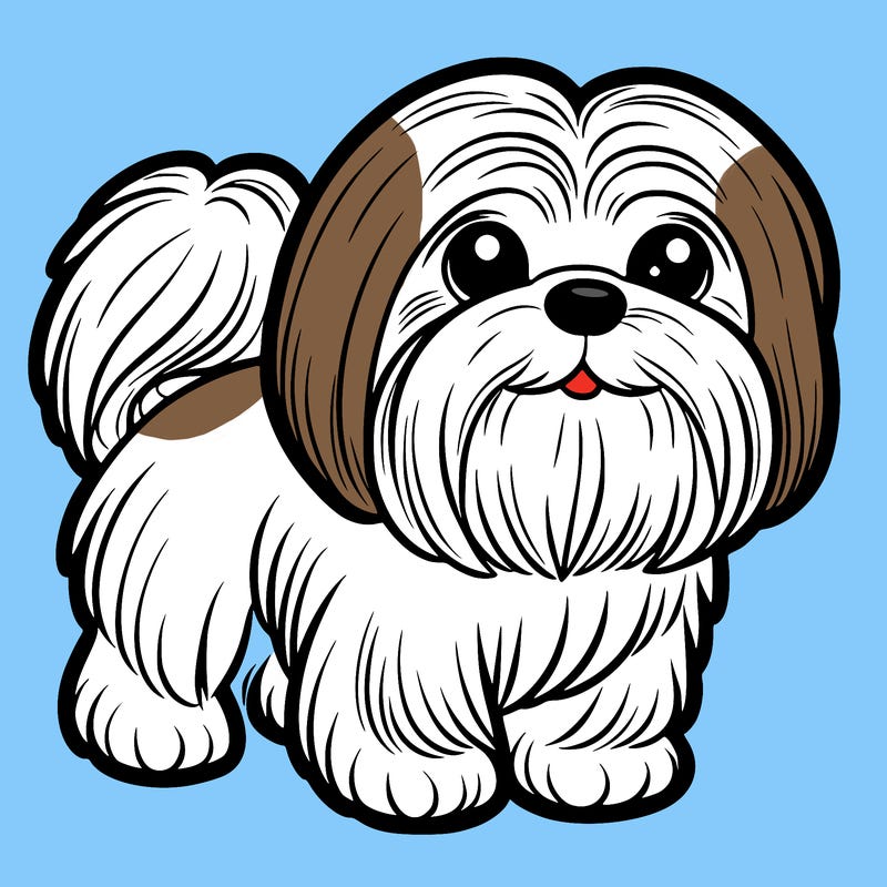 a shih tzu
