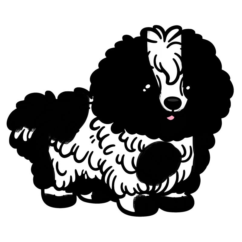 miniature aussie doodle