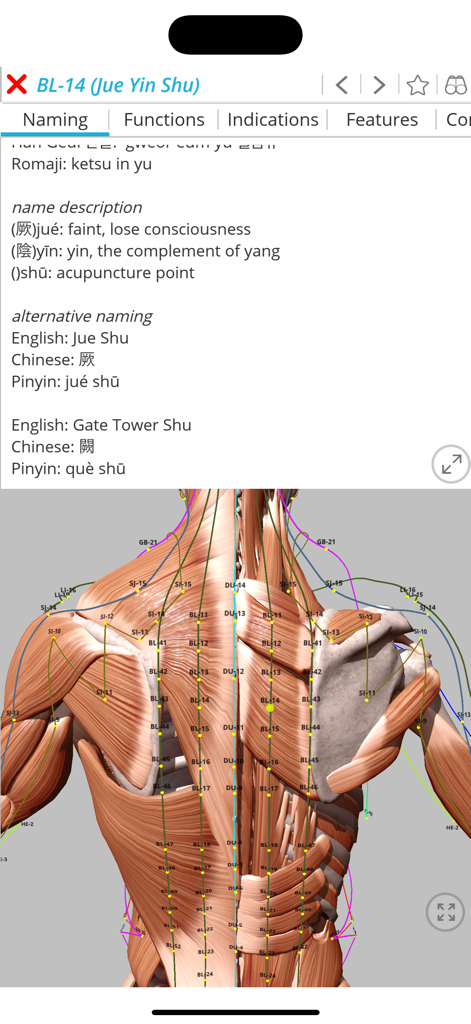 Visual Acupuncture 3D - 3D anatomical model of a human back with acupuncture points and meridians showing details for point BL-14