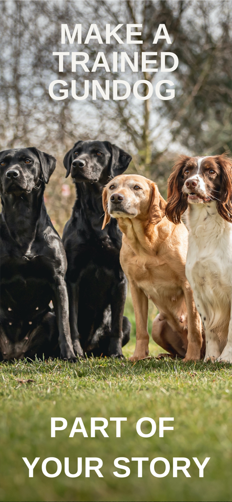 Gundog - Four trained hunting dogs including Labradors and a Spaniel sitting in a field.