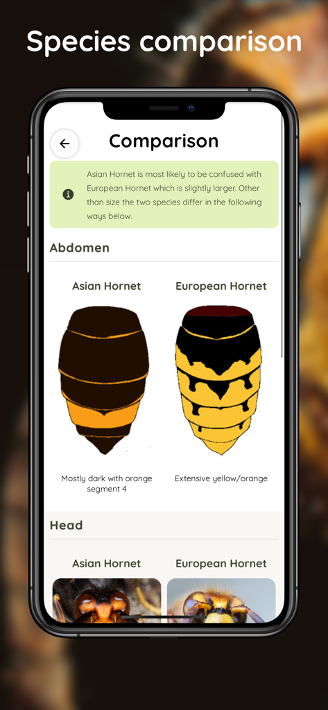 Asian Hornet Watch - A mobile app screen showing a side by side species comparison of Asian Hornet and European Hornet abdomen and head features