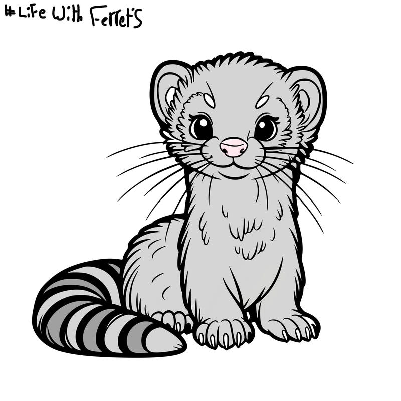 ferret