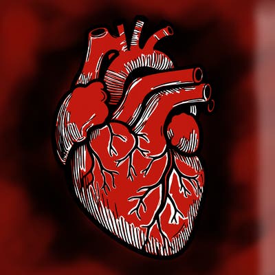 a realistic human heart