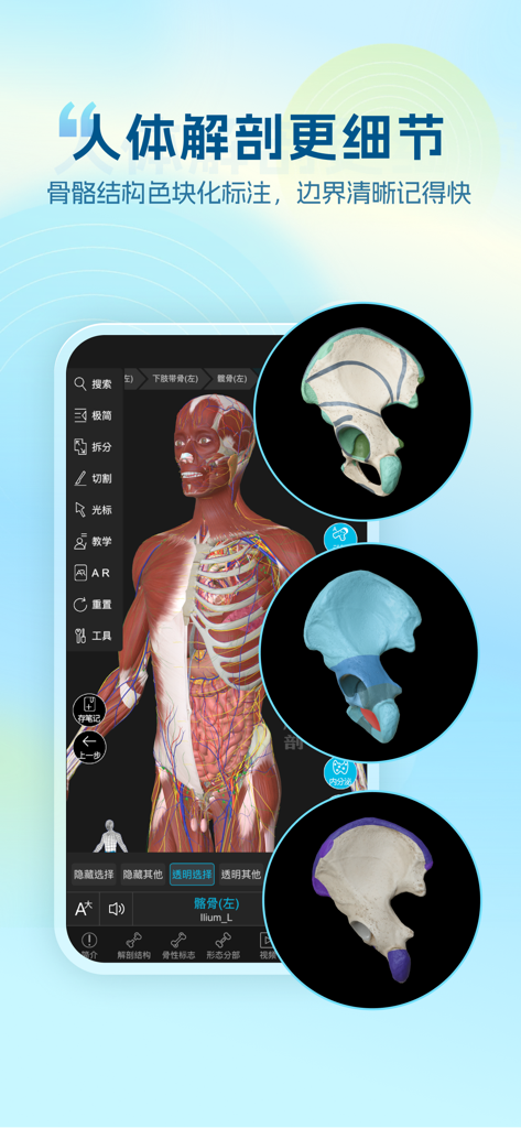 维萨里3D解剖-2024开学必备解剖工具 - Interfaz de la aplicación Anatomía 3D Vesalius mostrando un modelo del torso humano con llamadas de color detalladas a la estructura ósea.
