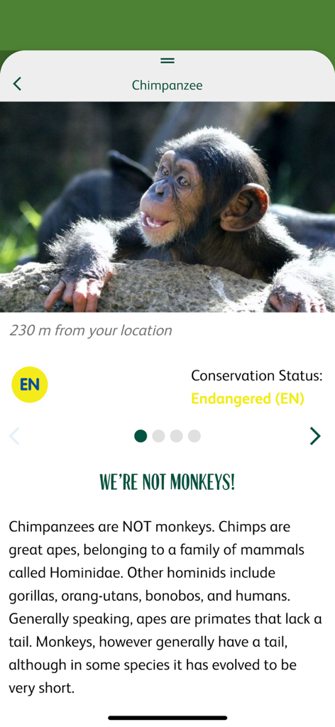 Taronga Zoo - Educational information page for a chimpanzee in the Taronga Zoo app showing its conservation status and distance from the user.