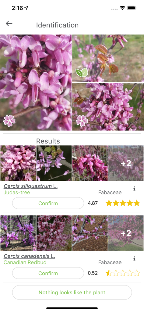 PlantNet - PlantNet app screen showing identification results for a flowering Judas tree with scientific names and photos