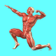 Muscular System Quizzes