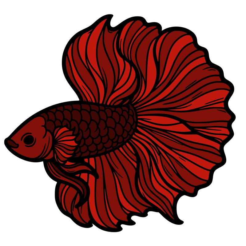 betta fish