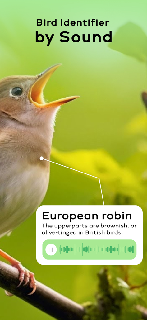 Bird Sounds Identifier Call ID - Interfaz de la aplicación identificadora de aves que muestra un petirrojo europeo siendo identificado por su canto con una forma de onda de audio