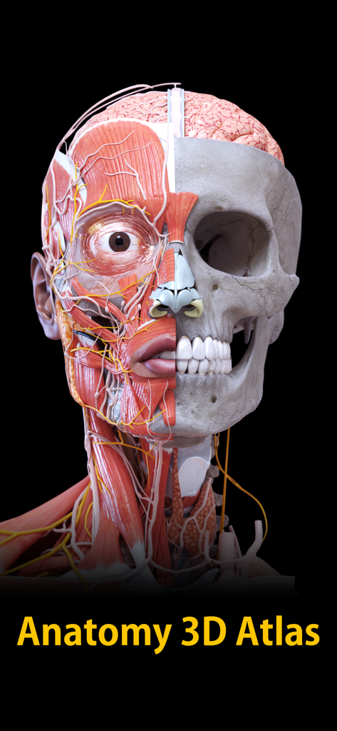 Anatomy 3D Atlas - A detailed 3D cross section of a human head showing the muscular and skeletal systems