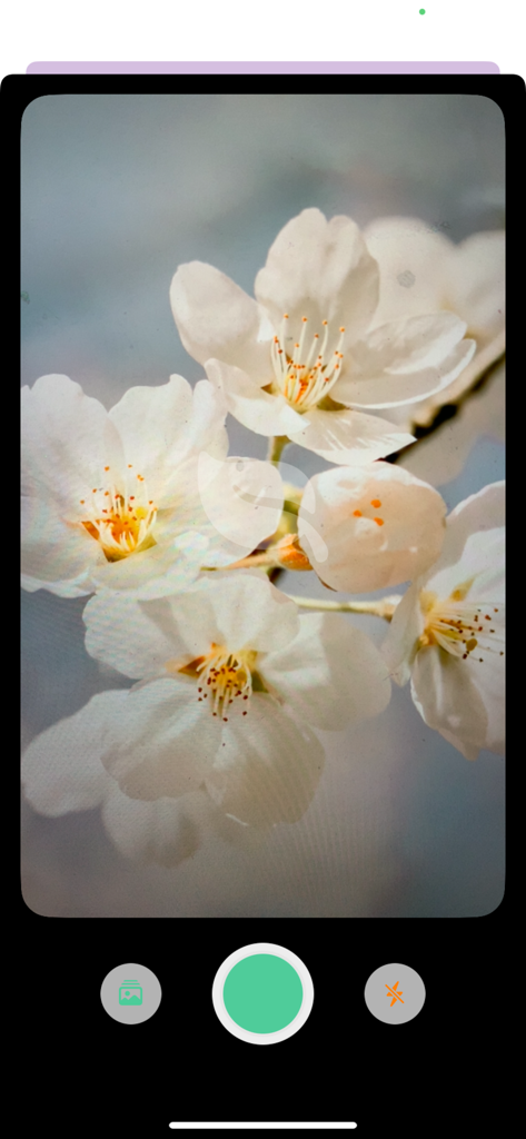 拍照识花 - Camera interface of the Identify Flowers by Photo app capturing white blossoms for instant AI recognition